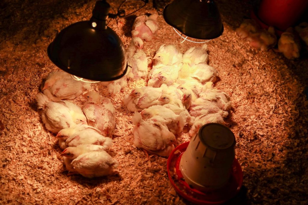 Young chickens sitting beneath heat lamps