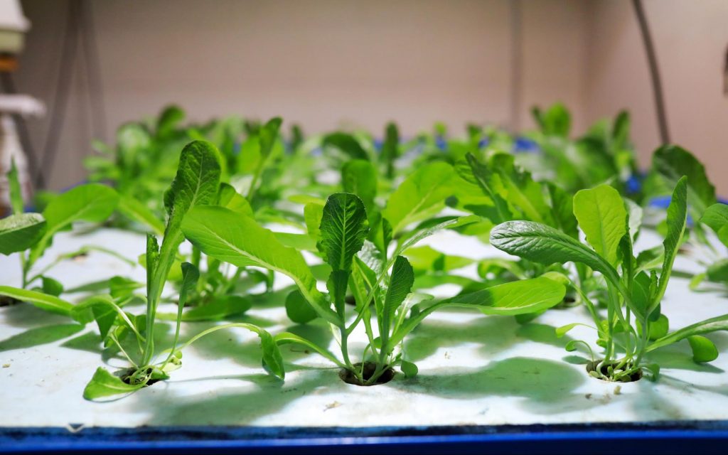 lettuce plants growing under a light