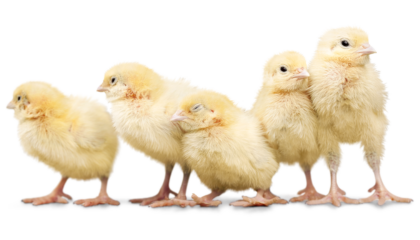 five yellow fuzzy baby chickens stand in a line