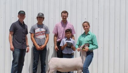 Breeding Ewe Champion